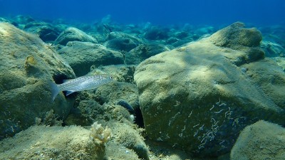 平头灰色鲻鱼，平头鲻鱼，海底条纹鲻鱼