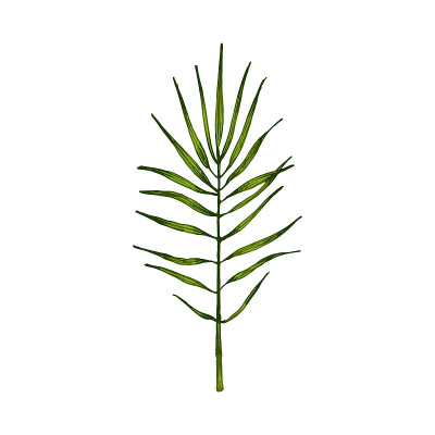 洋甘菊叶绿鲜。古董向量孵化
