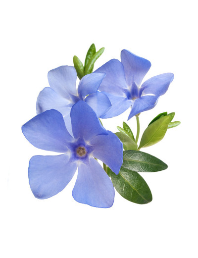 亮紫色的野生长春花花束