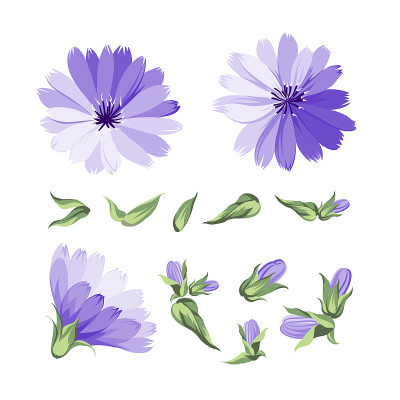 蓝色菊苣的花