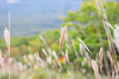 生长在岩手山山间小径上的日本潘帕斯草