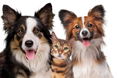 一只边境牧羊犬、一只猫和一只蝴蝶犬的肖像