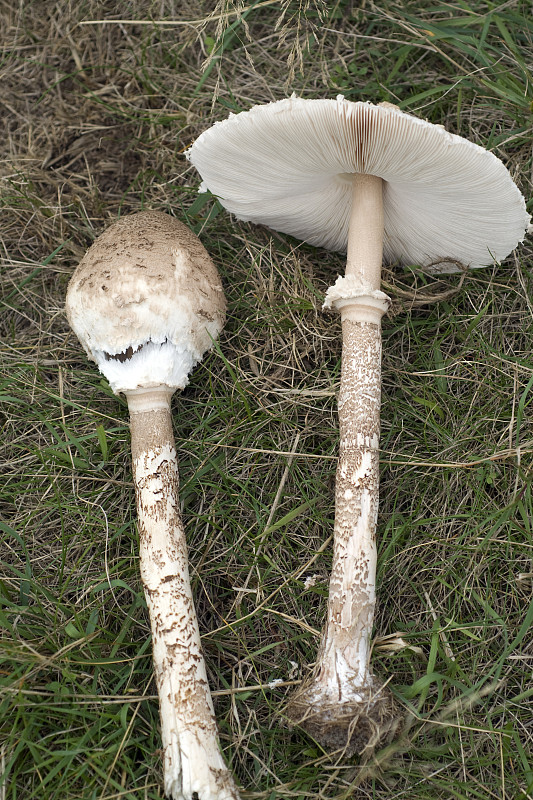 Macrolepiota, procera