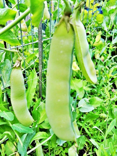 豆荚,豌豆生长