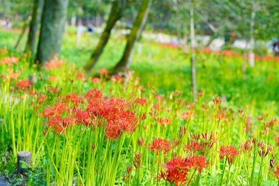 埼玉县金查田的红色簇金秋花