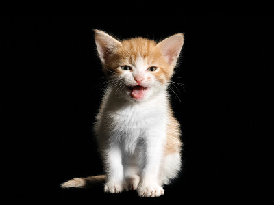 可爱的小猫喵喵叫