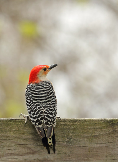 红腹啄木鸟，carolinus
