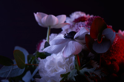 不同的白色花束与红色光在黑暗