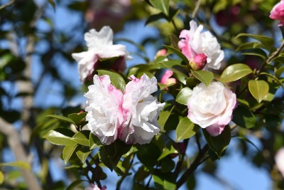 Sasanqua(茶花)花