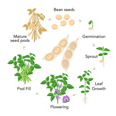 平面设计中大豆植株生长阶段信息图元素。种植过程从种子，发芽到成熟的蔬菜，大豆的生命周期孤立在白色背景