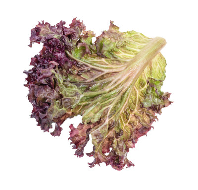 新鲜萝萝红莴苣叶片背面