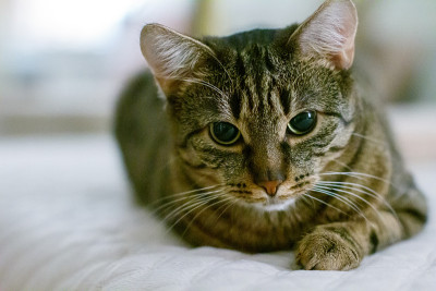 可爱的猫在床上