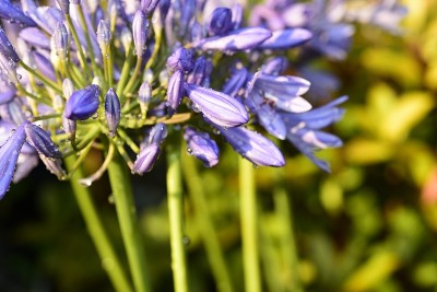 Agapanthus，一种南非蓝百合花