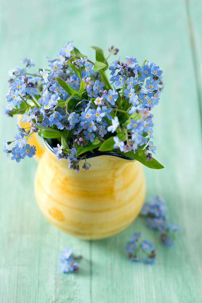 勿忘我花