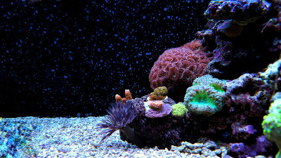 礁水族缸