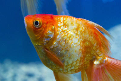 水族馆里的小鱼