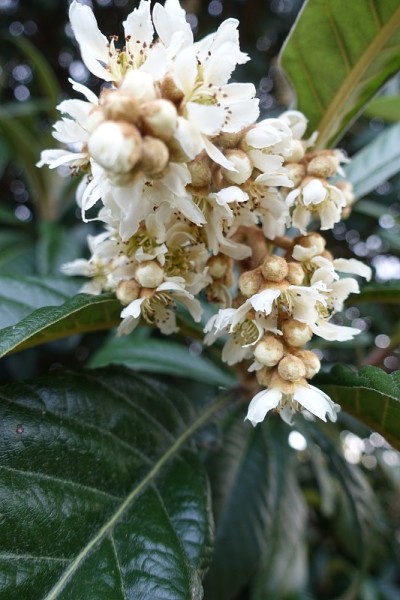 枇杷开花