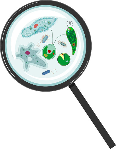 显微镜下的单细胞生物:原生动物(尾草履虫、变形变形虫、衣藻、绿球藻)、绿藻(小球藻、水绵)和细菌