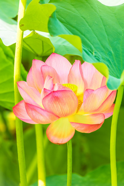 莲花