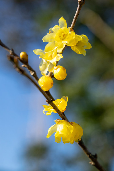 腊梅枝，冬枝黄花。