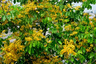 大果Pterocarpus，或缅甸红木