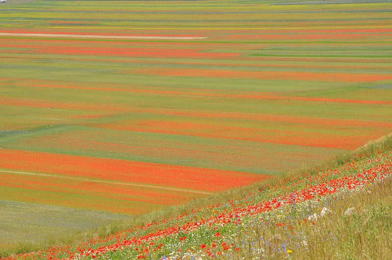 诺尔恰Castelluccio di Norcia平原自然景观