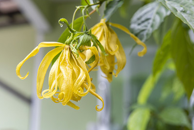 雨后的Cananga odorata花与叶子的特写。