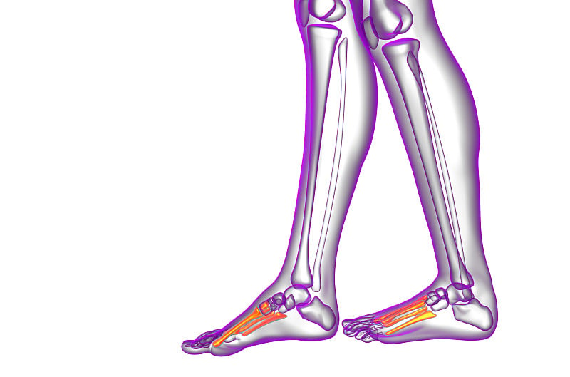 3d渲染医疗插图的跖骨