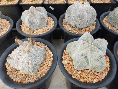 一种多汁的仙人掌，有星形的绿色茎或无刺的冠。