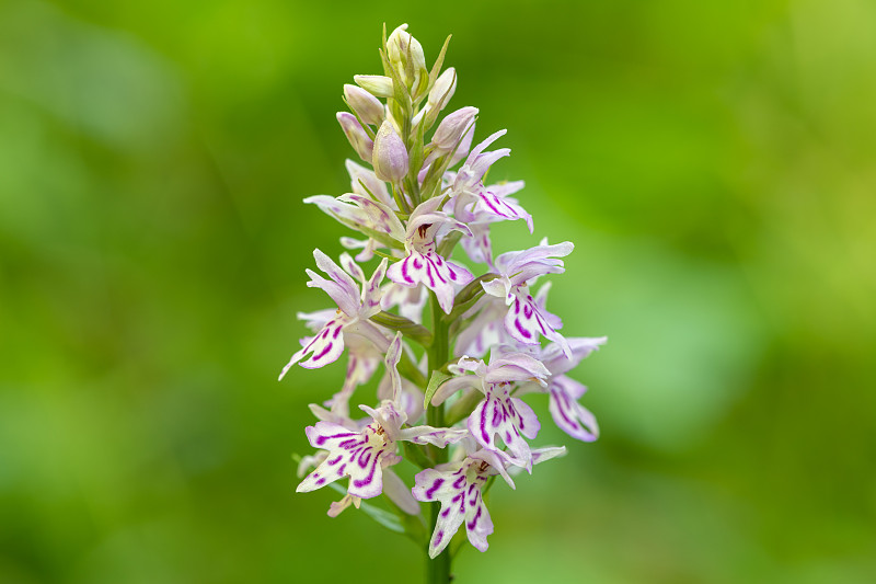 花兰(dactylorhiza fuchsii)