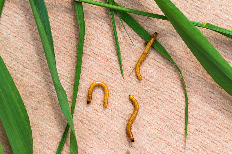 鳖科鲷虫甲虫的幼虫。蔬菜害虫躺在花园杂草，麦草的绿叶附近。