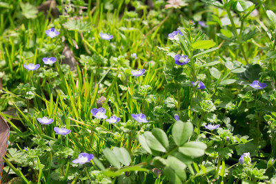 Veronica persica