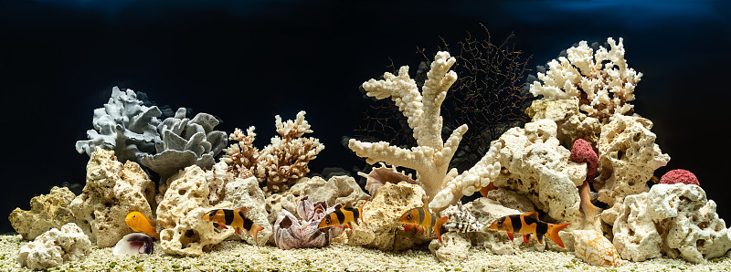 仿海式淡水水族馆。水景和水景设计。