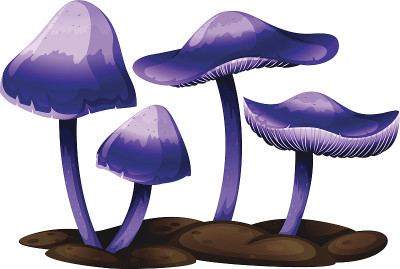 紫色蘑菇
