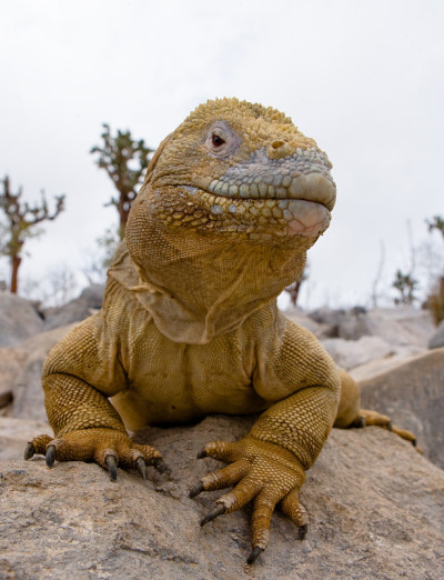 The land iguana sitting on the rocks.
