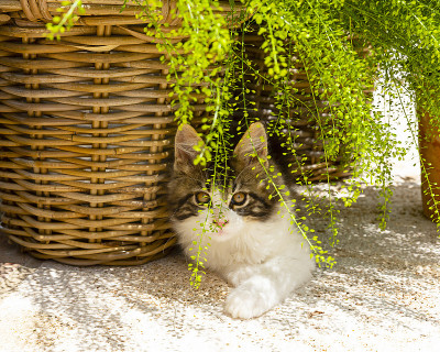 缅因库恩猫