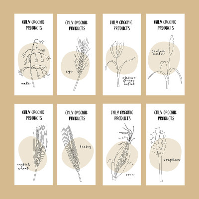 谷物作物:小麦，黑麦，大麦，燕麦，画眉草，玉米，谷子，高粱。向量连续的线条艺术。完美的标志，包装设计