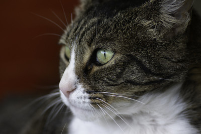 凝视的猫