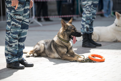 带训犬员的警犬