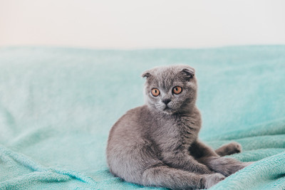 可爱的苏格兰折耳猫