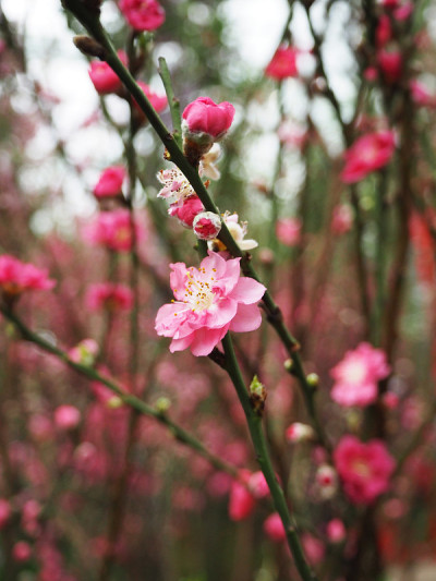 樱花