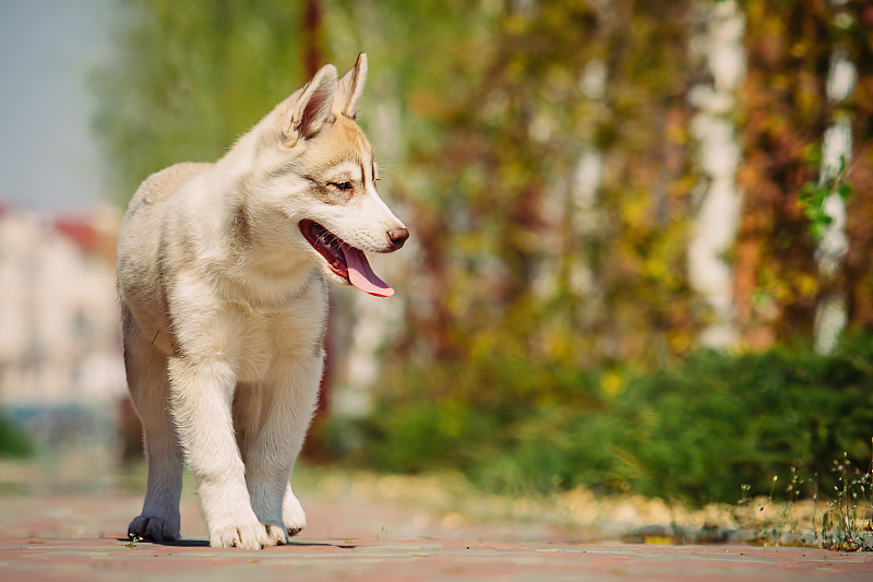 户外西伯利亚哈士奇犬。