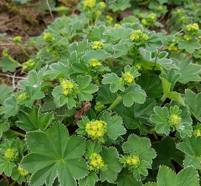 夫人的地幔;Alchemilla mollis;