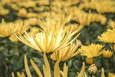 花2