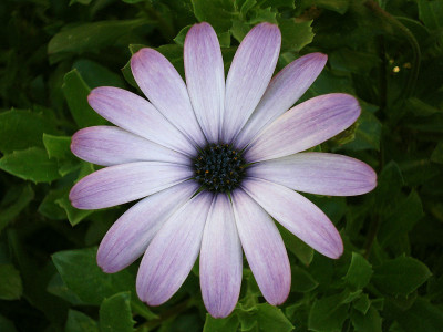 非洲菊