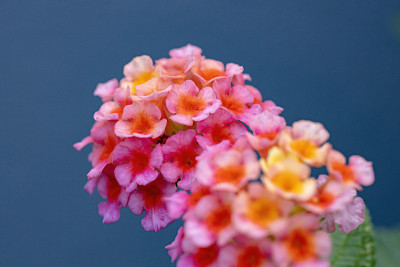 马缨丹的花