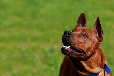 泰国脊背犬种
