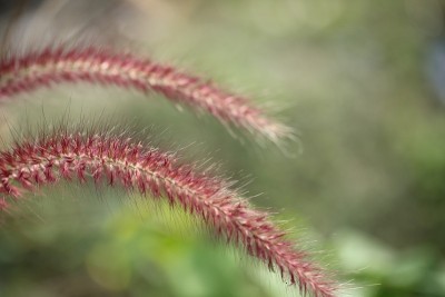 清晨的芒草田