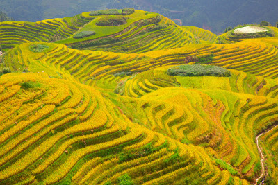 隆基水稻梯田