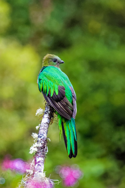 Quetzal